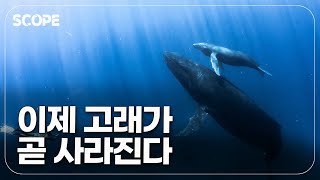 이제 바다에서 고래 소리가 사라질 수도 있다고 이영완의 Scope [upl. by Kcirad]