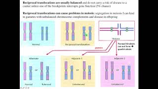 Cytogenetics II Chromosome Translocations [upl. by Taddeusz]