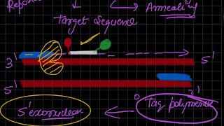 Taq Man Assay Real time PCR [upl. by Bauske]