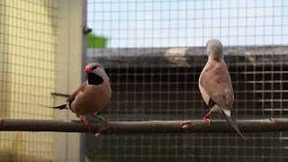 Longtailed Finches introduced in the aviary [upl. by Anahsat]