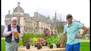 PLANTES VIVACES POUR L’AUTOMNE  LES COUPS DE CŒUR D’UN PRODUCTEUR PASSIONNÉ Saga Chantilly 1 [upl. by Nagrom]