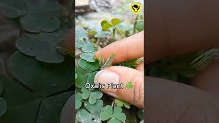 Oxalis Plant Ballistic Dispersal Mechanism amazingfacts [upl. by Koziarz]