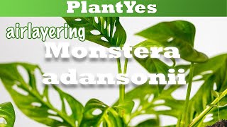 How to airlayer a Monkey Mask 🐵 Monstera adansonii🌱 [upl. by Zipah]