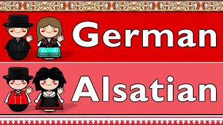 GERMANIC GERMAN amp ALSATIAN [upl. by Alex]