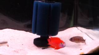 Ruby red peacock breeding [upl. by Keyte]