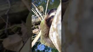 🦥 Sloths  Osó perezoso  Costa Rica Monté Verde [upl. by Aliuqa]