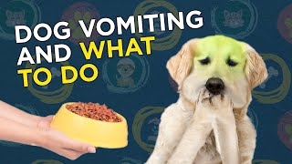 Dog Vomiting and What to Do [upl. by Naimaj]