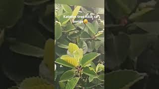 Katmon tree hitiksabunga nature plants plantlover shortsvideo [upl. by Caprice]