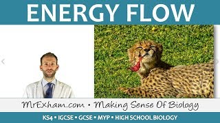 Ecology  Energy Flow  GCSE Biology 91 [upl. by Inot]