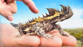 SPIKED by Sharpest Lizard on Earth Thorny Devil [upl. by Eniamrej]