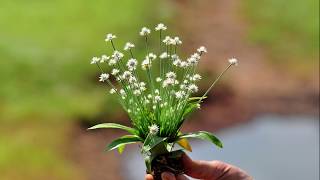 Molecular Phylogeny of genus Eriocaulon L from Western Ghats [upl. by Foss]