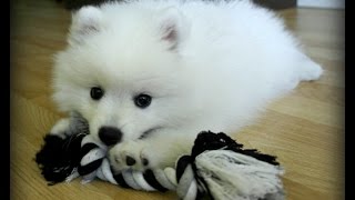 Molly Japansk spets 8 veckor  japanese spitz 8 weeks  Part 2 [upl. by Etana]