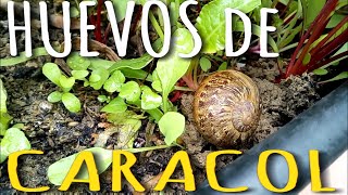 Nunca viste esto antes Caviar de caracol  como son los huevos del caracol [upl. by Danica]