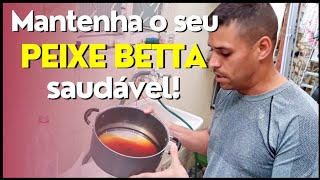 🍁Como usar folha da castanholaamendoeira na criação do peixe betta [upl. by Imit]