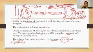 coelom formation in frog [upl. by Nagaem]