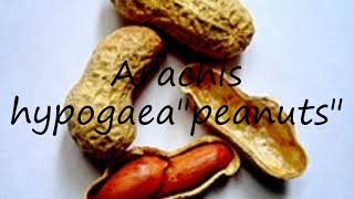 How to pronounce Arachis hypogaeaquotpeanutsquot in English [upl. by Ultun]