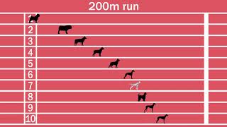 Dog breeds speed comparison Fastest and slowest dogs [upl. by Afital411]