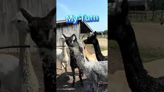 Alpaca Waterworks 🦙🌊💦 funnyanimals farmlife [upl. by Conrade]