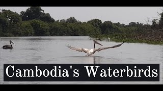 Cambodias Waterbird at Prek Toal  Birds  Nature  Wildlife  Cambodia [upl. by Ennair935]