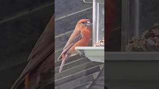 Red Crossbill Bird oregon birds Crossbill [upl. by Sothena]