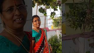 Grapes in terrace garden terracegarden garden grape tamil tamilsong [upl. by Naryk]