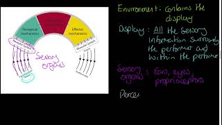 No27  Information Processing Model  with example  Presentation  Attention  Comprehension [upl. by Ohce]