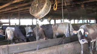 Dairy Farm in East Georgia Bottles and Sells Their Own Milk [upl. by Collum]