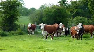 Hereford Cattle [upl. by Ardiekal]