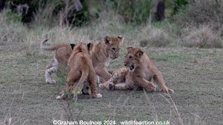 Lion cubs in a playful mood [upl. by Graniah]