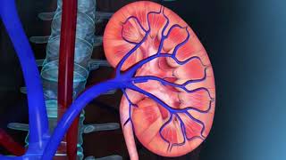 Resumo de Fisiologia Renal e produção de urina [upl. by Kirtap326]