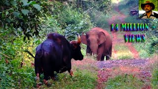 Elephant amp Indian Bison in one Frame [upl. by Eissel]