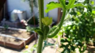 Mittleider Garden Method Pollinating Watermelons [upl. by Akerboom]