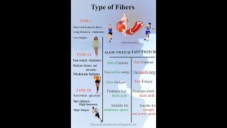 les types de fibres musculaires [upl. by Hameerak]