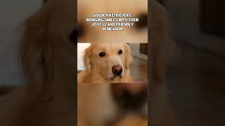 The Beloved Golden Retrievers A Look at Their Characteristics and History [upl. by Ottie]