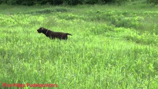 pine ridge pudelpointer  Mickey at 5 months [upl. by Felipe519]