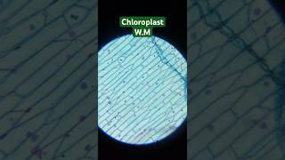 Chloroplast WM Under Microscopeshorts [upl. by Nairred273]