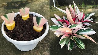 Tips for growing Stromanthe from half a leaf [upl. by Kellene]