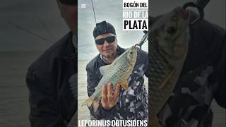 LEPORINUS OBTUSIDENS UNA BOGA AMIGO pesca humor fishing lifestyle riodelaplata [upl. by Shadow796]