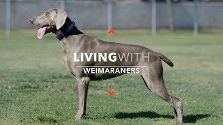 ALL ABOUT LIVING WITH WEIMARANERS [upl. by Ursal]