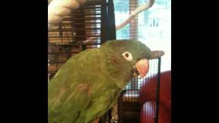 Blue Crowned conure  laughing like a baby  incredible [upl. by Helgeson]