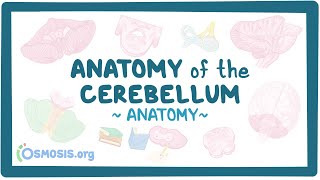 Anatomy of the cerebellum [upl. by Anuahsal]