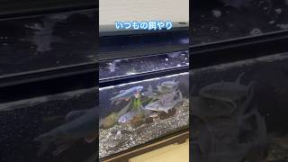 魚たちに餌やりアクアリウムのある暮らし ＃日本淡水魚 [upl. by Ecneps]