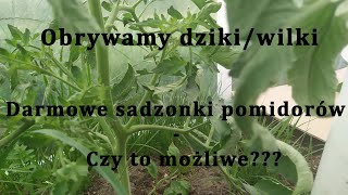 Obrywanie dzików z pomidorów  w jaki sposób i dlaczego Jak mieć darmowe sadzonki pomidorów [upl. by Nilats168]