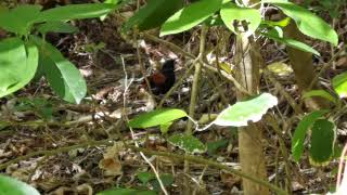 North Island saddleback  TiriTiri Matangi  New Zealand  New Zealand Birds [upl. by Everrs689]