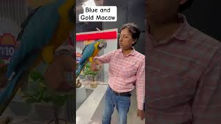 how to breed blue and gold macaws  blue and gold macaw parrot [upl. by Mullane]