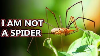 Opiliones facts theyre also known as daddy long legs  Animal Fact Files [upl. by Harragan32]