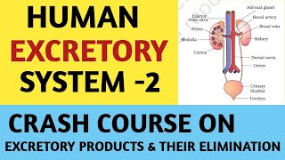 Excretory Products And Their EliminationHuman Excretory System Part 02Class 11NCERTCrash Course [upl. by Ayinat]