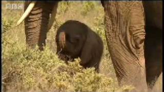 One day old baby elephant  BBC Animals [upl. by Thorpe]