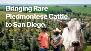 Bringing Rare Piedmontese Cattle to San Diego [upl. by Lrae]