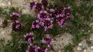 Himalayan wild flowers Thyme or ajwain Arenaria and clover [upl. by Alburg]